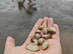 -南汇新城海滩