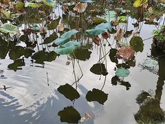 -惠州西湖丰渚园