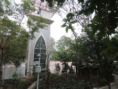 -银湖山郊野公园-相思林