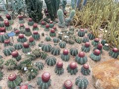 -深圳仙湖植物园