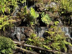 -深圳仙湖植物园