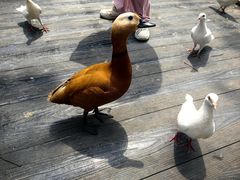 -海南槟榔谷黎苗文化旅游区