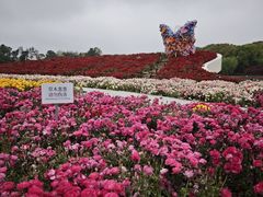 -上海鲜花港