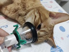 -灵美宠物诊所