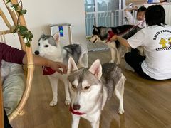 -Husky Go! 哈士奇体验馆·宠物咖啡厅狗咖