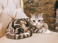 -猫色咖啡·猫咖
