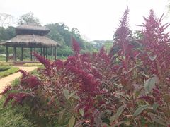 -广西壮族自治区药用植物园