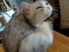 -more than meow吴止猫主题餐厅(承德 中船汇店)