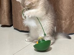 -瑞派康怡24h宠物医院·犬猫医疗中心·微创绝育(瑞景分院)