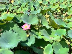 -长田漾湿地公园