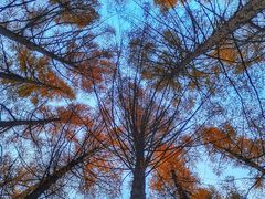 -塞罕坝国家级自然保护区