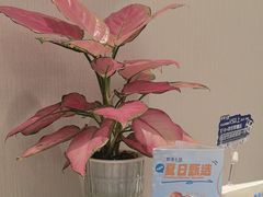 -鹿港小镇(黄金店)