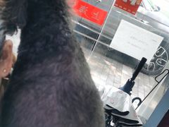 -顺强宠物诊所·狂犬免疫·夜诊·骨科(嘉定店)
