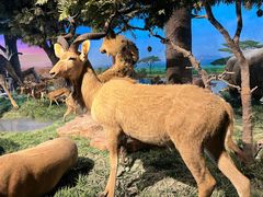 -国家自然博物馆