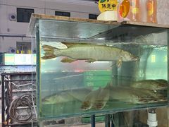 -煲来饱去冷水鱼