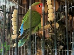 -西西里轰趴日租聚会别墅·团建拓展