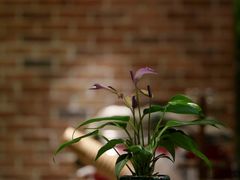 -CafeDuVillage乡村咖啡馆(美邻苑店)