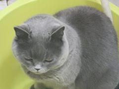 -佳怡动物医院·平价24小时·猫专科骨外科