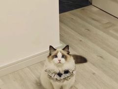 -欣宠猫屋·矮脚拿破仑·蓝金金渐层