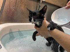 -PETKIT小佩宠物·低压洗护(国顺东路店)