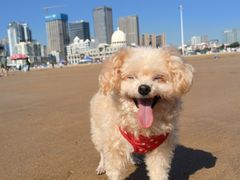 -青岛石老人海水浴场
