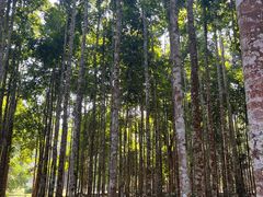 -中国科学院西双版纳热带植物园