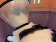 -安安宠医宠物医院·异宠·犬猫内科(岳阳分院)