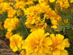 -武清南湖绿博园