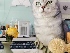 -平行世界·猫咖(首经贸店)