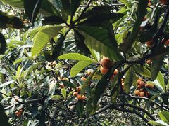 -塘栖枇杷特色园区