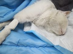 -康乐宝动物医院