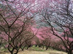-新建村梅花