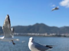 -海埂大坝