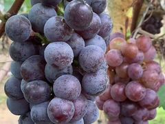 -麦园农庄·西江河鲜