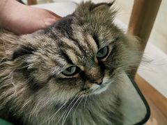 -安格丽娜·狗咖·猫咖羊驼咖(春熙路百盛商场店)