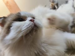 -楼上猫咖(罗湖店)