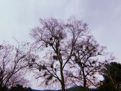 -云栖竹径