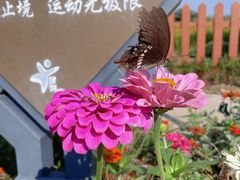 -阳澄湖半岛旅游度假区