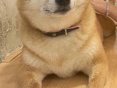 -是阿柴呀！柴犬咖啡·爱喵喵猫咖