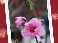 -桃花涧