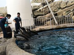 -芜湖新华联大白鲸海洋公园