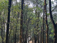 -火炉山森林公园