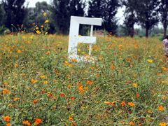 -北京东方普罗旺斯薰衣草庄园