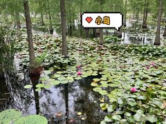 -池杉湖湿地公园