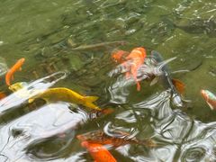 -千岛湖东南湖区