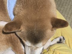 -逗柴咖啡屋·狗咖猫咖宠物桌游