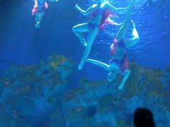 -芜湖新华联大白鲸海洋公园