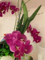 -薇兰专业脱毛连锁机构