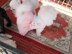 -中环花鸟鱼虫市场