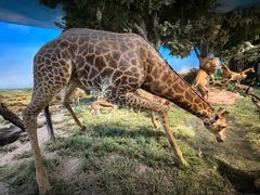 -国家自然博物馆